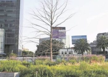 A principios de mayo estará ya plantado nuevo ahuehuete sobre Paseo de la Reforma: Marina Robles