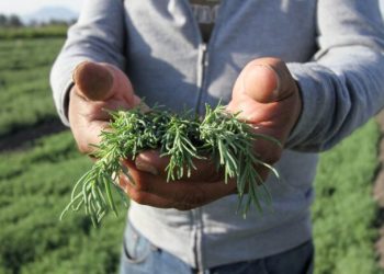 Promueve Sedema  consumo de ‘romeritos’ producidos en CDMX