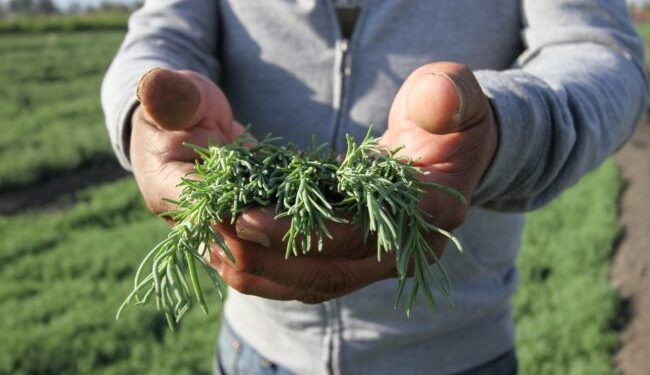 Promueve Sedema  consumo de ‘romeritos’ producidos en CDMX