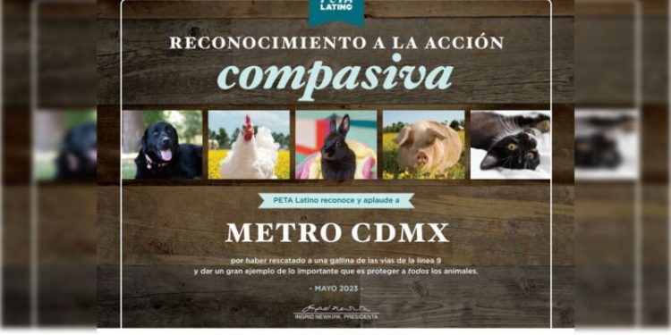 Metro recibe reconocimiento de PETA tras salvar gallina de las vías en L 9