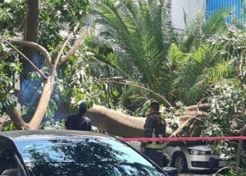 Árbol de 20 metros cae en la BJ y aplasta 4 autos