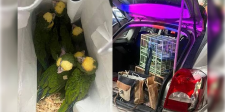 Capturan a sujeto por venta de aves exóticas en ÁO