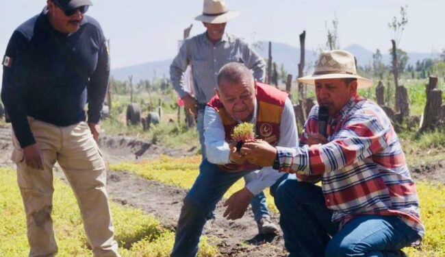 Inician temporada de siembra de amaranto en la zona patrimonio de CDMX