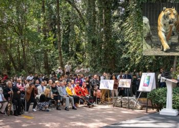 Durante la ceremonia por el centenario del Zoológico Chapultepec, el jefe de Gobierno de la Ciudad de México Martí Batres aseveró que ese espacio del pueblo es un centro de conservación de la vida silvestre y encabezó la develación de una placa y una escultura conmemorativa.