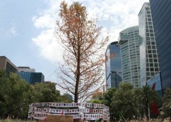 Advierten especialistas que segundo ahuehuete podría sufrir el mismo destino que el primero