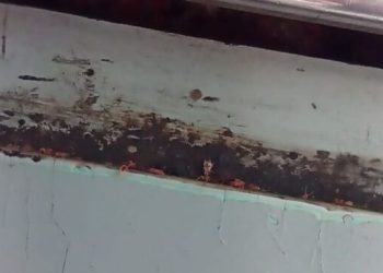 Denuncian  usuarios plaga  de chinches en Línea A del Metro