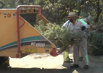 Inicia Lía Limón campana ‘Árbol por Árbol 2024’