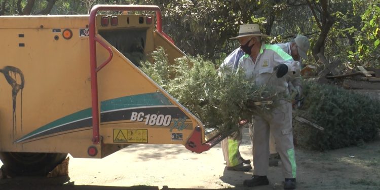 Inicia Lía Limón campana ‘Árbol por Árbol 2024’