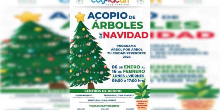 Continúa el acopio de árboles de navidad en Coyoacán