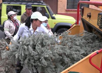 En el marco de las acciones para preservar el medio ambiente en la alcaldía, se recolectaron y procesaron 5 mil 10 árboles de Navidad naturales, mil más que en 2023, en el programa “Árbol por Árbol”, informó la alcaldesa Lía Limón. FOTO: Especial