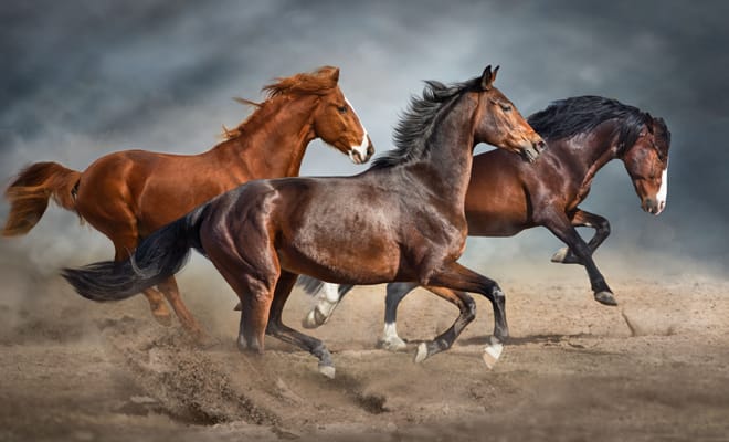 FOTO: iStockphoto