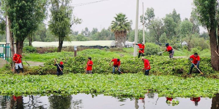 La alcaldesa Circe Camacho Bastida, la Alcaldía Xochimilco puso en marcha un programa intensivo de limpieza de canales y retiro de lirio acuático, como parte de una estrategia integral para recuperar el sistema de canales de la zona chinampera.