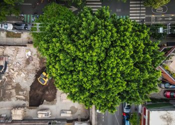 Vecinos de BJ acusan de ecocidio a inmobiliaria ‘Núcleo Urbano’ 